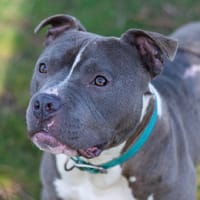 CHILI (reserve), chien à adopter