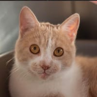 BANJO, chat à adopter