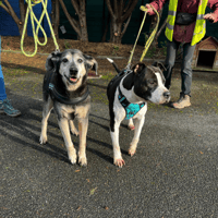 LORD VAA, chien à adopter