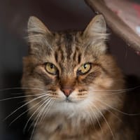 BARRY, chat à adopter