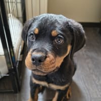 MAX 2, chien à adopter