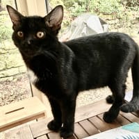 LOOPING PAB28395, chat à adopter