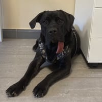 LEA, chienne à adopter