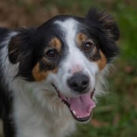 VASCO, chien à adopter