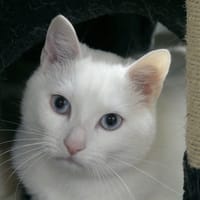 Tamatoa, chat à adopter