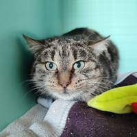 MINA, chatte à adopter