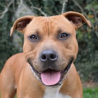 ACHIR CHAO, chien à adopter