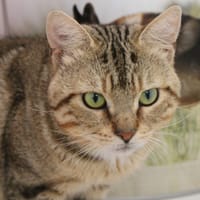 ARLEQUIN, chat à adopter