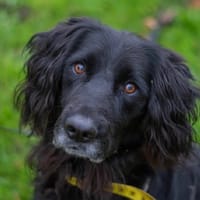 Rodéo, chien à adopter