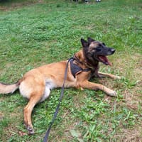 PAIDGE, chienne à adopter