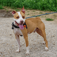 ARKHAM HAA24693, chien à adopter