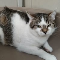MILKA QCT, chatte à adopter