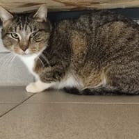 MALTESERS QCT, chat à adopter