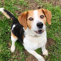 MORBIER QCN, chien à adopter