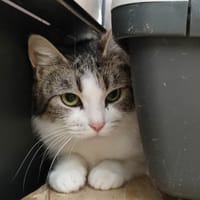 BELVITA QCT, chatte à adopter
