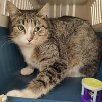 BUENO QCT, chatte à adopter