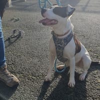 GERALDINE, chienne à adopter