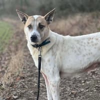 LIZA OAA19562, chienne à adopter