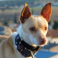 TOOL, chien à adopter