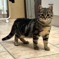 BABOU, chat à adopter