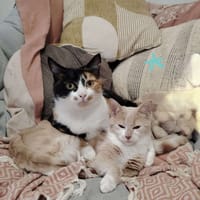 GUIMAUVE et NOUGATINE, chatte à adopter