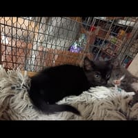 Milan, chat à adopter