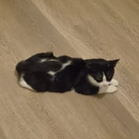 arizona, chatte à adopter