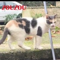 Zouzou, chatte à adopter