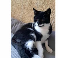 Wulfy, chatte à adopter