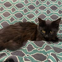 nyra, chatte à adopter