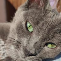 Polisson, chat à adopter