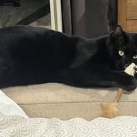 REGLISSE, chatte à adopter