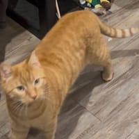 CARAMEL, chat à adopter