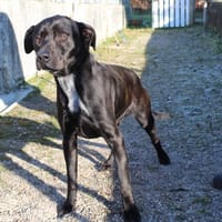 JAMY, chien à adopter