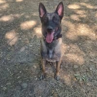 TAO, chien à adopter