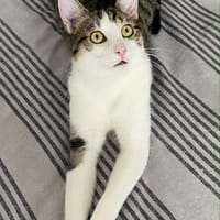 Fripouille, chat à adopter