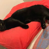 Tom, chat à adopter