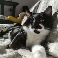 SIMBA, chat à adopter