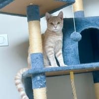 CHARLY, chat à adopter