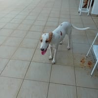 Lova, chienne à adopter