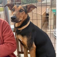 POPPY  (Martina), chienne à adopter