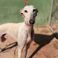 PALOMO (Lara), chien à adopter