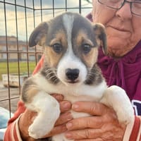 NESSIE  (Martina), chienne à adopter