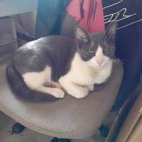 ADES, chat à adopter