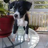 Milie, chienne à adopter