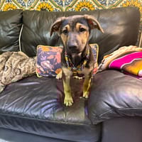 Monroe (Martina), chien à adopter