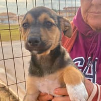 ALLAN  (Martina), chien à adopter