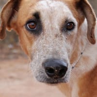 BROWNIE (Maria), chien à adopter