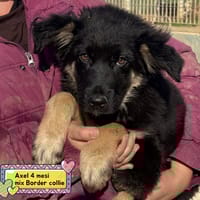 ALEX, cane da adottare