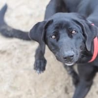 BICHOTA, chienne à adopter